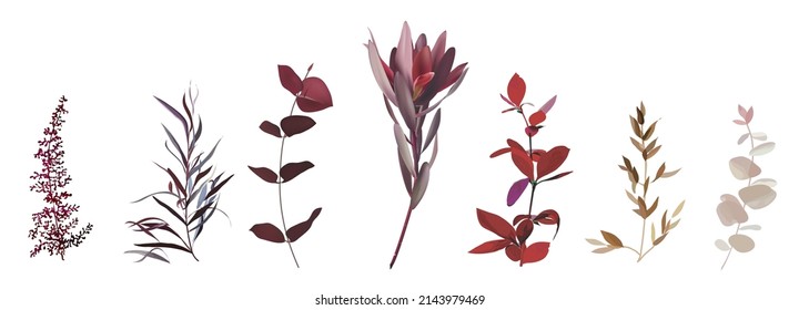 Burgundy red tropical leucadendron, eucalyptus, dark agonis, astilbe stems. Mix of herbs and plants vector collection. Glamour wedding set. Watercolor style set. Elements are isolated and editable