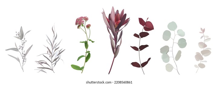 Burgundy red tropical leucadendron, eucalyptus, agonis, oregano flower stems. Mix of herbs and plants vector collection. Rustic wedding set. Watercolor style set. Elements are isolated and editable