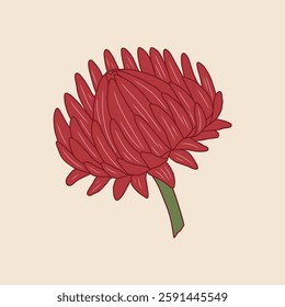 Burgundy red vector flower illustration. Elegant strawflower drawing with vibrant petals on pastel background. Modern botanical design. Blooming bud in outline style with colored fill for card, decor