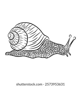 Burgundy snail. Drawing with lines. Edible shellfish. Vector illustration