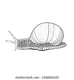 Burgunder Schnecke - handgezeichnete schwarz-weiße Vektorgrafik. 