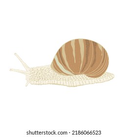 Burgundy snail - hand drawn vector illustration isolated on white. 
