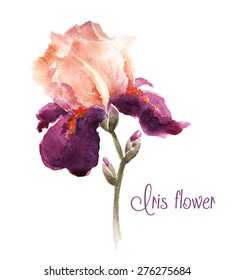 Burgundy watercolor iris flower. Watercolor illustration for greeting cards, invitations, and other printing projects.