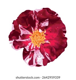 Borgonha e rosa variegada branca. Isolado Henri Matisse subiu flor em fundo branco. Uma vibrante variedade francesa de Delbard com pétalas listradas em vermelho e branco, para uso de design botânico e floral.