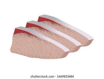 Buri fish sashimi vector on white