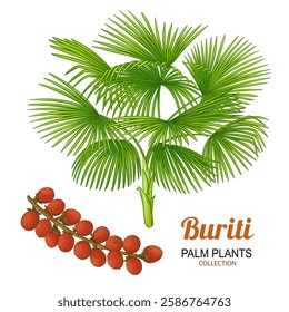 Buriti Plant with Fruit and Leaves Colored Detailed Illustration. Organic natural nutritional healthy food ingredient, vegetarian diet product. Vector isolated for design or decoration.