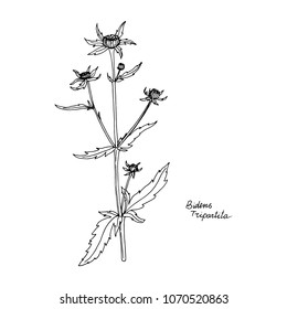 bur-marigold, ink drawing medicinal plant, monochrome botanical illustration in vintage style, isolated floral element, hand drawn illustration