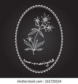 bur-marigold, medicinal herb
