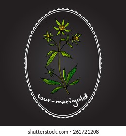 bur-marigold, medicinal herb