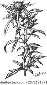 bur-marigold, series, bidens, bidens radiata, medicinal plant, medicinal herbs, black and white design, череда