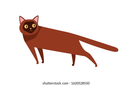 Burmese cat breed flat vector illustration. Funny purebred brown shorthair kitten design element. Cartoon color domestic animal standing. Cat with big eyes isolated on white background.