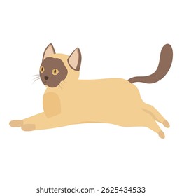 Burmese cat is stretching its body on a white background