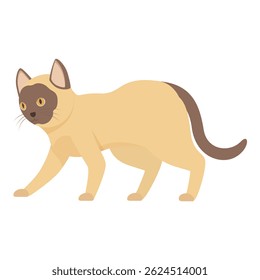 Burmese cat walking and looking curious with its brown tail and head