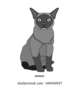 Burmese, Isolated cat breed, Vector illustration