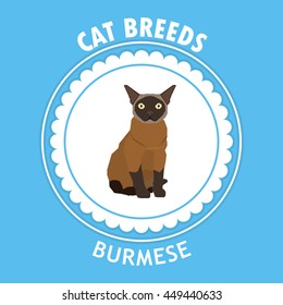 Burmese, Isolated cat breed, Vector illustration