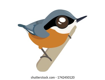 Burmese nuthatch (Sitta neglecta) bird cartoon. Birds collection nuthatch, cute bird vector illustration.