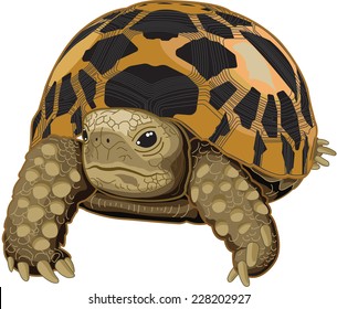 Burmese star tortoise on white background