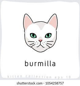 Burmilla : Cat Breed Collection : Vector Illustration