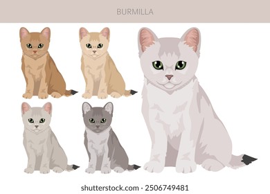 Burmilla Cat Clipart. Alle Fellfarben eingestellt.  Alle Katze Rassen Merkmale Infografik. Vektorgrafik