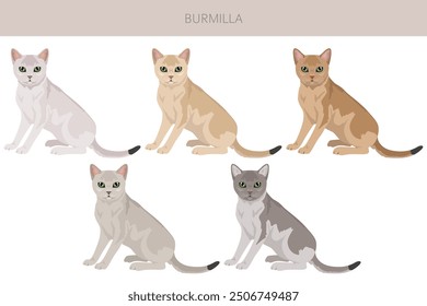 Burmilla Cat Clipart. Alle Fellfarben eingestellt.  Alle Katze Rassen Merkmale Infografik. Vektorgrafik