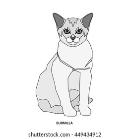 Burmilla, Isolated cat breed, Vector illustration