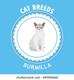 Burmilla, Isolated cat breed, Vector illustration