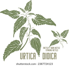 Burn nettle, stinging nettle in color vector silhouette. Medicinal Urtica dioica plant. Set of Common nettle leafs in color image for pharmaceuticals. Medicinal herbs color drawing