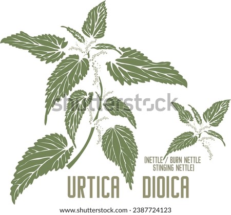 Burn nettle, stinging nettle in color vector silhouette. Medicinal Urtica dioica plant. Set of Common nettle leafs in color image for pharmaceuticals. Medicinal herbs color drawing