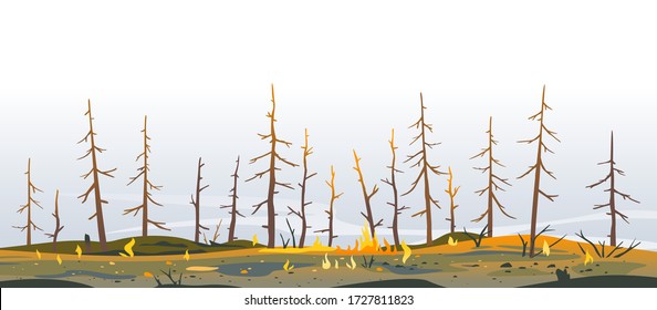 Burned forest spruces after fire nature background, nature disaster concept illustration background, consequences of raising fires in forest, careful with fires in the woods, burnt fir trunks