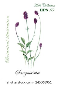 Burnet. Collection herb. Watercolor hand drawn vector illustration. Botanical illustration