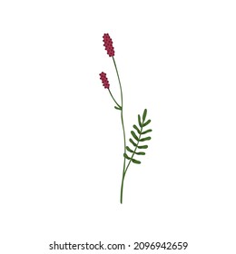 Feuerwerk. Wildblume von Sanguisorba hakusanensis mit Stamm und Blatt. Botanische Zeichnung von Feldblütenkräuter. Farbige flache grafische Vektorgrafik von Wildblumen einzeln auf weißem Hintergrund