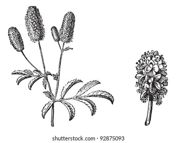 Burnet-Zweig, Burnet-Blume, Vintage-Gravur. Wörterbuch der Worte und Dinge - Larive und Fleury - 1895.