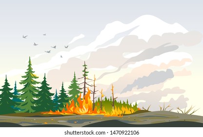 Burning forest spruces in fire flames, nature disaster concept illustration background, poster danger, careful with fires in the woods