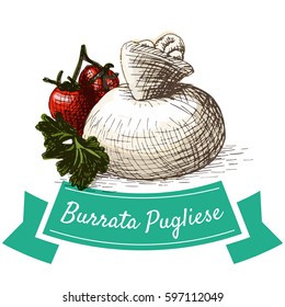 Burrata Pugliese colorful illustration. Vector illustration of Italian cuisine.