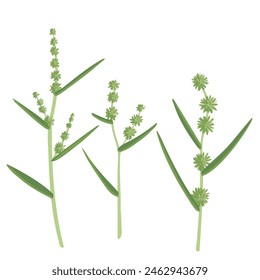 bur-reed, vector drawing wild plants at white background, set of floral elements, hand drawn botanical illustration