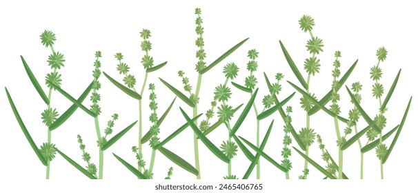 bur-reed, vector drawing wild plants at white background, set of floral elements, hand drawn botanical illustration