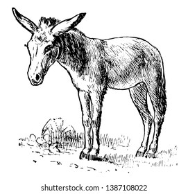 Burro is a domesticated member of the horse family, vintage line drawing or engraving illustration.