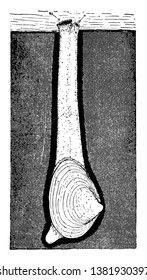 Burning Clam ist ein häufiger Name für verschiedene Arten von Muscheln, Vintage-Linie Zeichnung oder Gravitation Illustration.