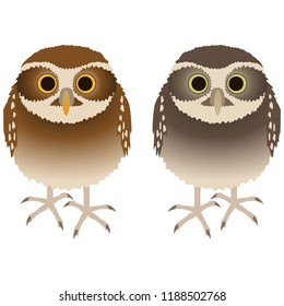 Burrowing Owl or Athene cunicularia