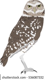 Burrowing Owl   - Vector Art