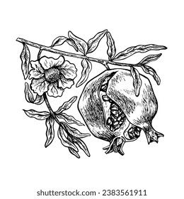 Bursting pomegranate fruit on a branch, hand drawn black and white graphic vector illustration. Isolated on a white background. For packaging, printing products. For banners, menus and posters.
