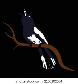 burung koci kacer hitam berkicau vector bertengger di dahan.