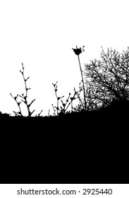 bush