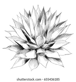 Bush Agave Of Red Top View Sketch Vector Graphics Black And White Drawing