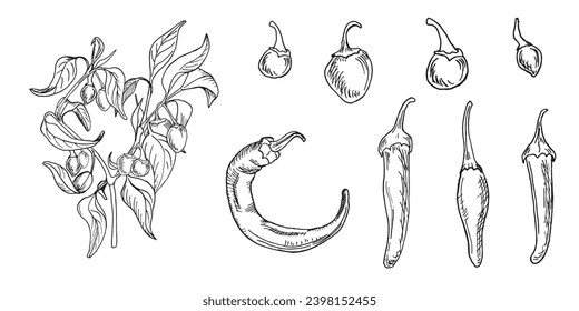 Bush of apache hot peppers vector illustration isolated on white background. Bola pepper hand drawn ink. Habanero in black white line graphic. Apache pepper. Design element for wrapping, package