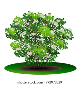 bush aronia with green leaves and flowers on white background