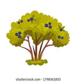 Bush with Berries and Lush Foliage as Forest Element Vector Illustration