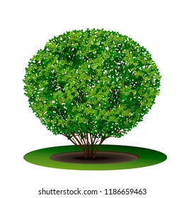 bush boxwood with green leaves and shadow on white background