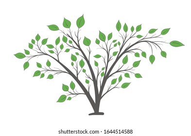 Bush with branches and green leaves of different shapes on a white background