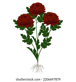 A bush of burgundy chrysanthemums with roots on a white background.